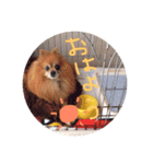 Penchaan（個別スタンプ：1）