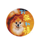 Penchaan（個別スタンプ：4）