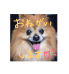 Penchaan（個別スタンプ：6）