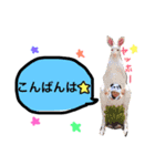 りゅう＆みー ブラザーズ（個別スタンプ：19）