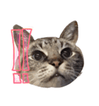 LEOにゃんのEVERYDAY（個別スタンプ：4）