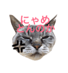 LEOにゃんのEVERYDAY（個別スタンプ：15）