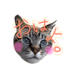 LEOにゃんのEVERYDAY（個別スタンプ：18）