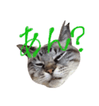 LEOにゃんのEVERYDAY（個別スタンプ：23）