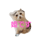 姫ちゃんと仲間たち(マンチカン)（個別スタンプ：1）