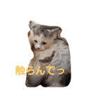 姫ちゃんと仲間たち(マンチカン)（個別スタンプ：4）