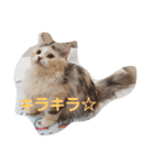 姫ちゃんと仲間たち(マンチカン)（個別スタンプ：5）