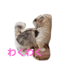 姫ちゃんと仲間たち(マンチカン)（個別スタンプ：7）