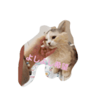 姫ちゃんと仲間たち(マンチカン)（個別スタンプ：9）