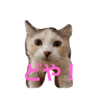 姫ちゃんと仲間たち(マンチカン)（個別スタンプ：15）