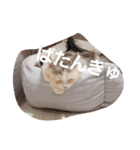 姫ちゃんと仲間たち(マンチカン)（個別スタンプ：17）