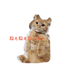 姫ちゃんと仲間たち(マンチカン)（個別スタンプ：23）
