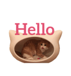楽しげなたまみ（個別スタンプ：3）