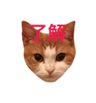 楽しげなたまみ（個別スタンプ：9）