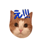 楽しげなたまみ（個別スタンプ：11）