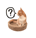 楽しげなたまみ（個別スタンプ：16）