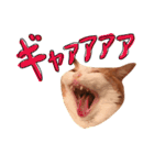 楽しげなたまみ（個別スタンプ：17）