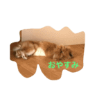 とんすけとんすけ（個別スタンプ：6）