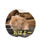 とんすけとんすけ（個別スタンプ：8）