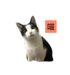 My Happy Cat（個別スタンプ：1）
