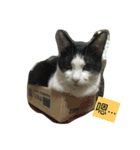 My Happy Cat（個別スタンプ：2）