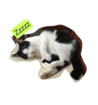 My Happy Cat（個別スタンプ：4）