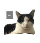 My Happy Cat（個別スタンプ：5）
