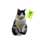 My Happy Cat（個別スタンプ：6）