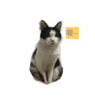 My Happy Cat（個別スタンプ：8）