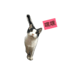 My Happy Cat（個別スタンプ：9）