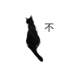 My Happy Cat（個別スタンプ：10）