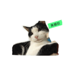 My Happy Cat（個別スタンプ：11）
