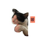 My Happy Cat（個別スタンプ：13）