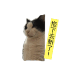 My Happy Cat（個別スタンプ：14）