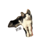 My Happy Cat（個別スタンプ：15）