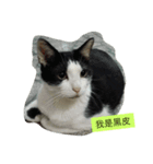 My Happy Cat（個別スタンプ：17）