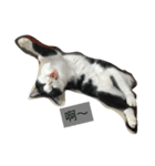 My Happy Cat（個別スタンプ：18）