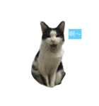 My Happy Cat（個別スタンプ：19）