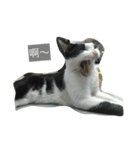 My Happy Cat（個別スタンプ：20）