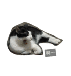 My Happy Cat（個別スタンプ：21）