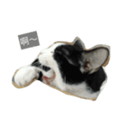 My Happy Cat（個別スタンプ：22）