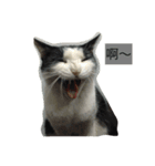 My Happy Cat（個別スタンプ：23）