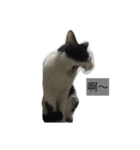 My Happy Cat（個別スタンプ：24）