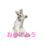 愛犬 ジャックラッセルテリアのジャック君（個別スタンプ：5）