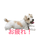 愛犬 ジャックラッセルテリアのジャック君（個別スタンプ：8）