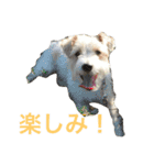 愛犬 ジャックラッセルテリアのジャック君（個別スタンプ：9）