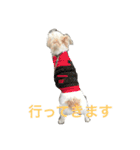 愛犬 ジャックラッセルテリアのジャック君（個別スタンプ：11）