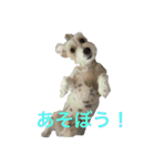 愛犬 ジャックラッセルテリアのジャック君（個別スタンプ：16）