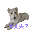 愛犬 ジャックラッセルテリアのジャック君（個別スタンプ：18）