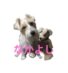 愛犬 ジャックラッセルテリアのジャック君（個別スタンプ：20）